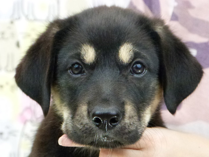 chinook puppy